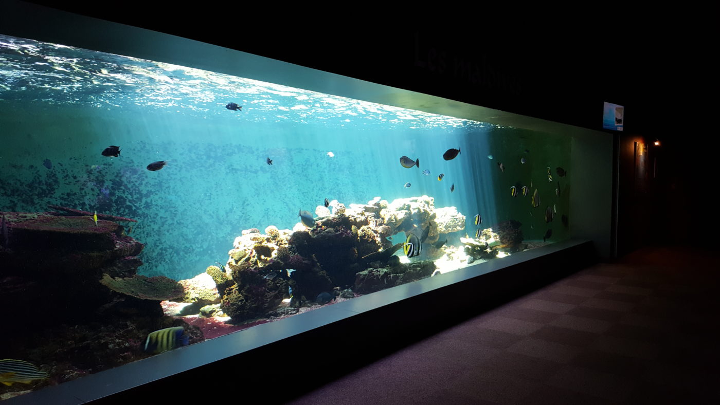 Vivez L Exp Rience De L Aquarium Talmont Saint Hilaire Vend E